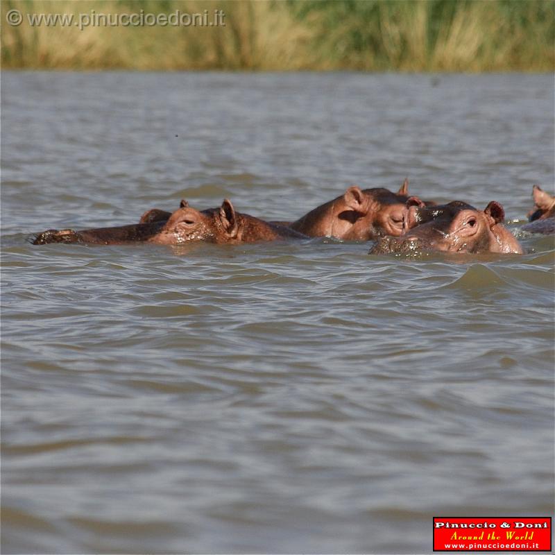 Ethiopia - Lago Chamo - Ippopotami - Hippos - 09.jpg